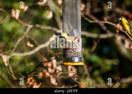 Piccole Comunità cardellino (Carduelis carduelis) alimentazione a un bird feeder mostra le sue ali come un lucherino eurasiatico (Carduelis spinus) guarda, Surrey, Regno Unito Foto Stock