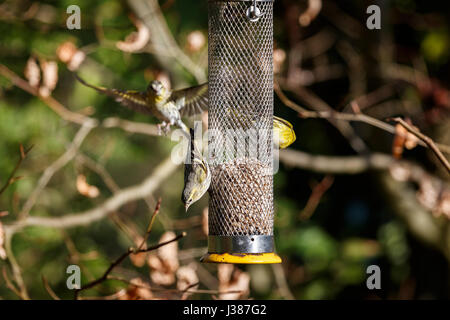 Eurasian siskins, Carduelis spinus alimentazione da un girasole cuori bird feeder in un giardino nel Surrey, Inghilterra sud-orientale, in primavera Foto Stock