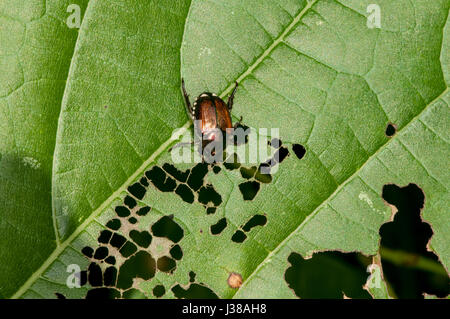 Little Canada, Minnesota. Gervais Mill Park. Coleotteri giapponese, Popillia japonica distruggendo foglie su un albero. Foto Stock