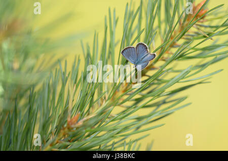 Ida del blu (Plebejus idas) Foto Stock