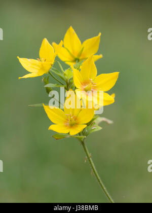 Avvistato loosestrife - Lysimachia punctata Foto Stock