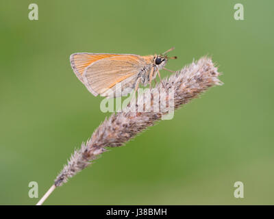 Piccola skipper (Thymelicus sylvestris) Foto Stock