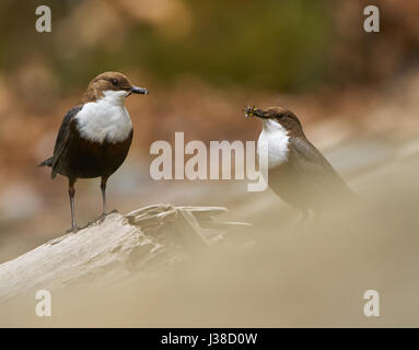 Paio di bianco throated dipper la raccolta di cibo per i ragazzi Foto Stock