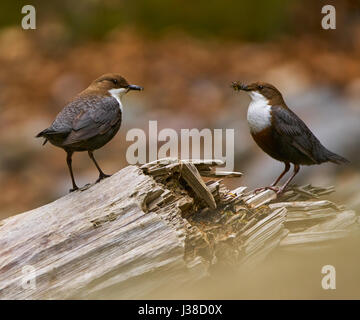 Paio di bianco throated dipper la raccolta di cibo per i ragazzi Foto Stock