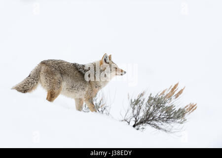 Coyote / Kojote ( Canis latrans ), adulto, in inverno, la neve profonda, guardando e fiutare la preda, tipica posa, dintorni naturali, Yellowstone NP, STATI UNITI D'AMERICA Foto Stock