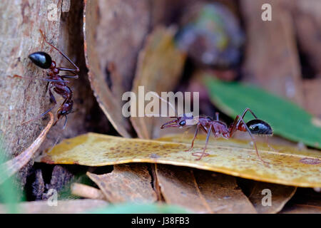 Due bull formiche (Myrmecia sp.) affacciata su off per una battaglia a base di un albero nel bush australiano Foto Stock