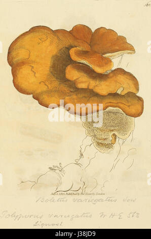 Le figure colorate di inglese funghi o funghi t. 368 Foto Stock