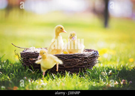 Tre piccoli anatroccoli in un nido, immagine all'aperto nel parco, primavera Foto Stock