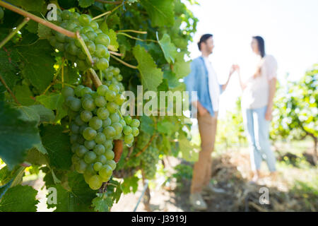 Giovane tenendo le mani e piedi da uve che crescono su impianto Foto Stock