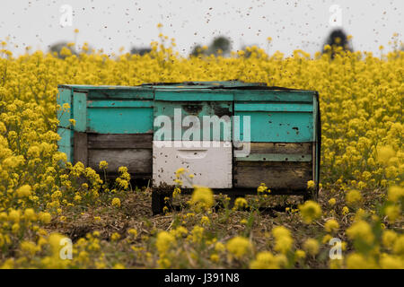 Alveare in un campo di rape gialle fiori Foto Stock