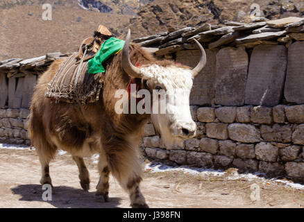 Marrone e bianco yak guarda direttamente la fotocamera mentre si cammina attraverso il villaggio di Khumjung, Khumbu regione del Nepal Foto Stock