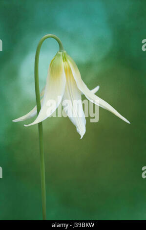 Primo piano della white fawn lily fiore con sfondo testurizzata Foto Stock