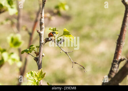 Ladybug su giovani foglie e bacche Ribes in primavera. Foto Stock