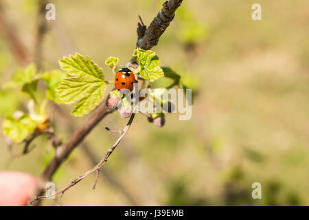 Ladybug su giovani foglie e bacche Ribes in primavera. Foto Stock