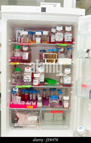 RICERCA SUL CANCRO Foto Stock