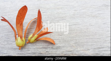 Sementi di gomma su uno sfondo di legno. Due frutti alati di Dipterocarpus isolata su uno sfondo di legno. Foto Stock