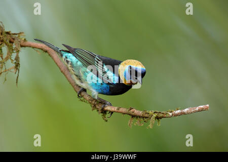 Un oro-Tanager incappucciati in Costa Rica rain forest Foto Stock