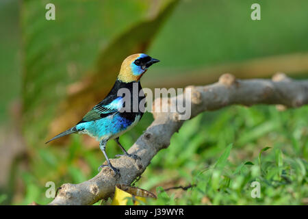 Un oro-Tanager incappucciati in Costa Rica rain forest Foto Stock