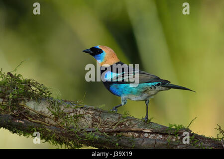 Un oro-Tanager incappucciati in Costa Rica rain forest Foto Stock