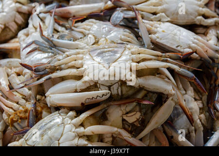 Un mucchio di appena pescato granchi in vendita presso il mercato del pesce di Thalassery (Tellicherry), Kannur district (Cannanore), Kerala, India del Sud, Sud Asia Foto Stock