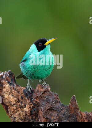 Un verde Honeycreeper in Costa Rica rain forest Foto Stock