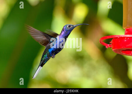 Un Violet Sabrewing Hummingbird in America centrale cloud forest serching un acqua dolce Foto Stock