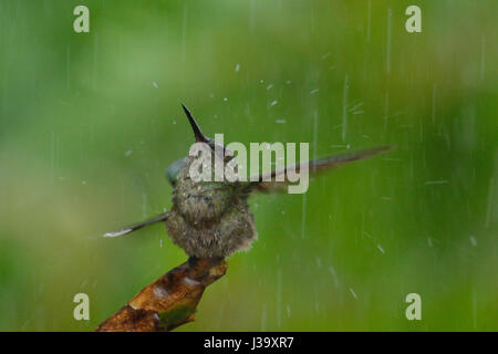 Un scagliose-breasted bagni Hummingbird sotto la pioggia della giungla del Costa Rica Foto Stock