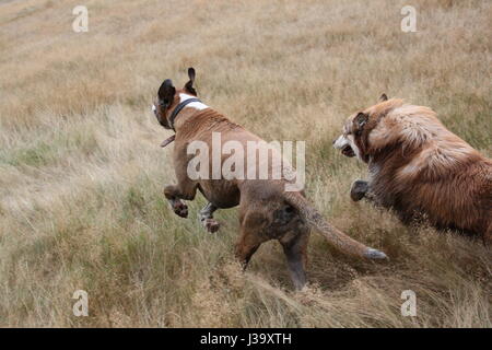 I cani in esecuzione attraverso un campo di Wimbledon Common Londra su un cane a piedi Foto Stock