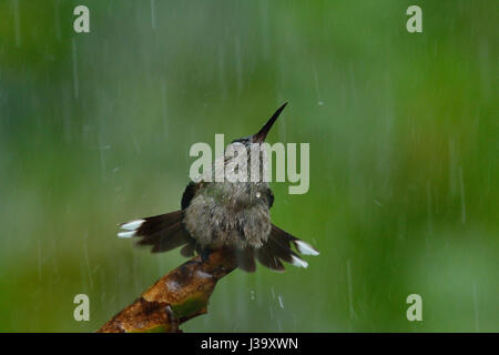 Un scagliose-breasted bagni Hummingbird sotto la pioggia della giungla del Costa Rica Foto Stock