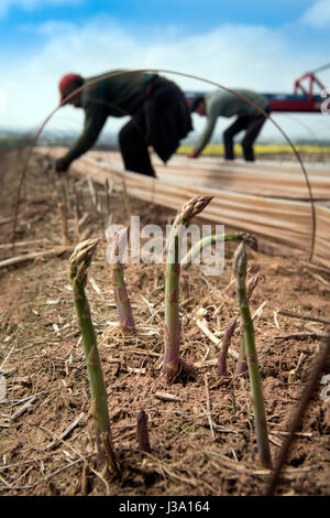 Gli asparagi spears su una fattoria vicino a Ross-on-Wye dove il raccolto che è arrivato presto unseasonaly Foto Stock