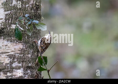 Eurasian rampichino alpestre (Certhia familiaris) scaling rovistando su un argento Betulla tronco per cibo Foto Stock