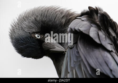 Close-up verticale di una cornacchia preening (Corvus monedula) su sfondo bianco Foto Stock