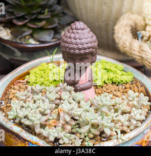 Statua di Budda tra le piante succulente in un giardino Foto Stock