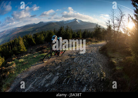 Un mountain biker cavalca un sentiero Whinlatter, Inghilterra del vero solo di foreste di montagna. Foto Stock