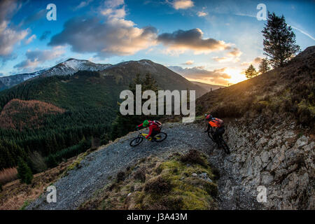 Due mountain bike cavalcare un sentiero Whinlatter, Inghilterra del vero solo di foreste di montagna. Foto Stock