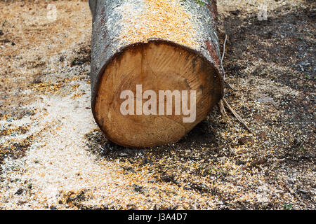 Vista frontale closeup di taglio fresco tronco di albero nella foresta con segatura a terra intorno ad esso Foto Stock