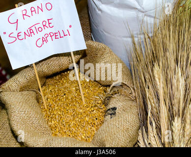 Spighe di grano e grani 'Senatori Cappelli' in piccoli sacchi di tela Foto Stock