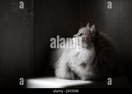 Ancora un altro giorno di pioggia. Gatto Siberiano. Foto Stock