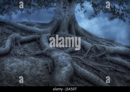 Le radici di un albero in una foresta di nebbia Foto Stock