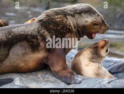 I leoni di mare nel cane Beagle channel. Ushuaia, Argentina. Foto Stock