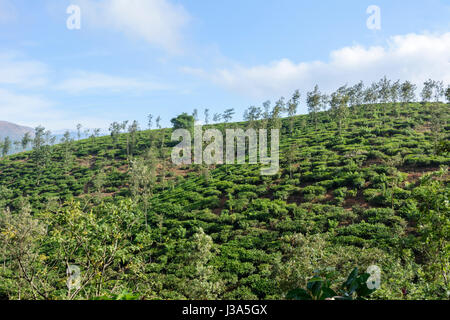 La piantagione di tè a preforme Plantation station wagon, Thalappuzha, Distretto di Wayanad, Kerala, India del Sud, Sud Asia Foto Stock