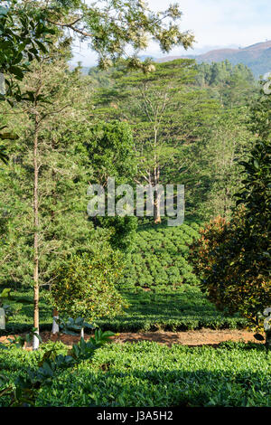 La piantagione di tè a preforme Plantation station wagon, Thalappuzha, Distretto di Wayanad, Kerala, India del Sud, Sud Asia Foto Stock