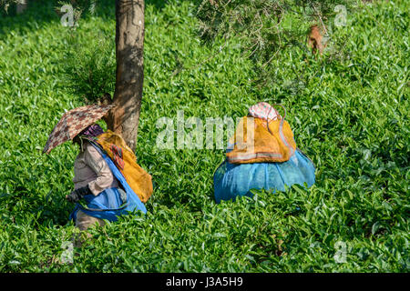 Donne Tamil tè di prelievo di preforme la piantagione di tè station wagon, Thalappuzha, Distretto di Wayanad, Kerala, India del Sud, Sud Asia Foto Stock