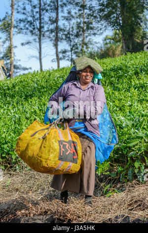 Donne Tamil tè di prelievo di preforme la piantagione di tè station wagon, Thalappuzha, Distretto di Wayanad, Kerala, India del Sud, Sud Asia Foto Stock