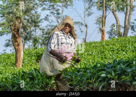 Donne Tamil tè di prelievo di preforme la piantagione di tè station wagon, Thalappuzha, Distretto di Wayanad, Kerala, India del Sud, Sud Asia Foto Stock