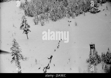 '''Hay airlift'' per in pericolo gli animali selvatici nelle montagne bavaresi, 1952' Foto Stock