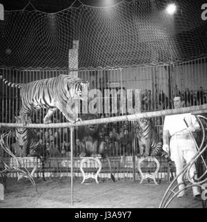 Circus programma con i predatori, 1954 Foto Stock