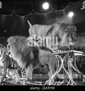 Circus programma con i predatori, 1954 Foto Stock