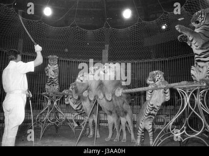 Circus programma con i predatori, 1954 Foto Stock