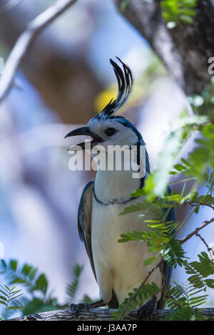 White throated magpie nella costa del Pacifico di Costa Rica Foto Stock